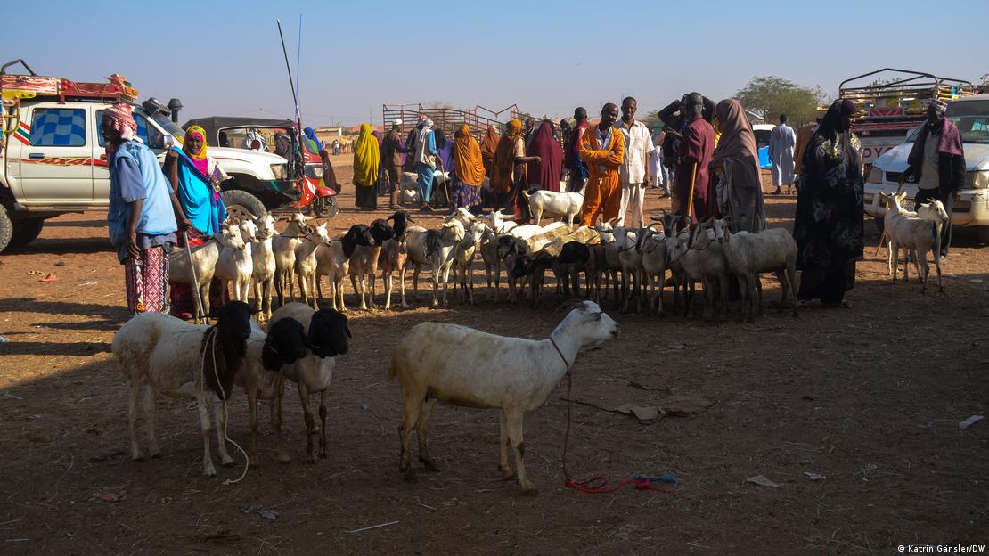 Herds of sheep and goats watched over by a group of people in Somaliland 