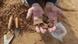 A Palestinian worker holds some excavated items from a Roman-era cemetery 