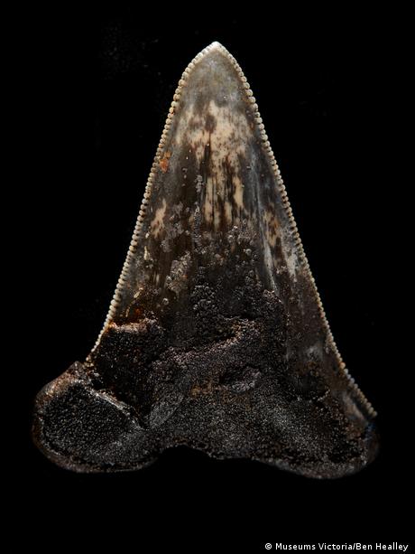 Diente de un antepasado del megalodón recogido del fondo marino. 