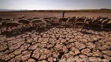 A herd of sheep walk over cracked earth at al-Massira dam in Ouled Essi Masseoud village, some 140 kilometres (85 miles) south from Morocco's economic capital Casablanca, on August 8, 2022 amidst the country's worst drought in at least four decades. - Residents of Morocco's Ouled Essi Masseoud village are suffering from a series of successive droughts, prompting them to rely solely on sporadic supplies in public fountains and from private wells. The situation is critical, given the village's position in the agricultural province of Settat, near the Oum Errabia river and al-Massira dam, Morocco's second largest. Its reservoir supplies drinking water to several cities, including the three million people who live in Casablanca. But latest official figures show it is now filling at a rate of just five percent. (Photo by FADEL SENNA / AFP) (Photo by FADEL SENNA/AFP via Getty Images)