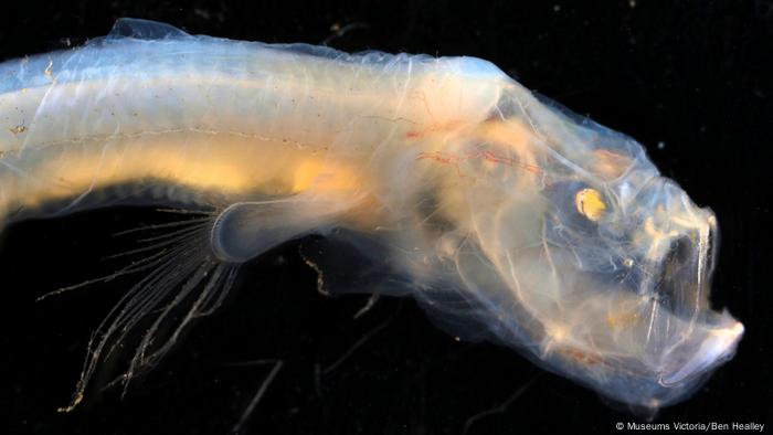 Hallan extrañas criaturas en las profundidades del océano 