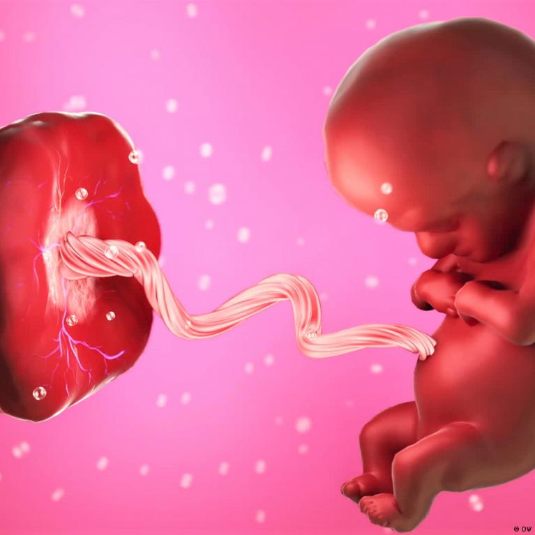 Was macht eigentlich die Plazenta?
