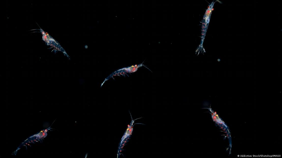 Microcrustáceos do "krill" antártico