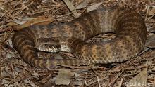 Eine death adder (Todesotter), eine der giftigsten Schlangen der Welt, die in Australien beheimatet ist. Quelle: Luke Allen. 