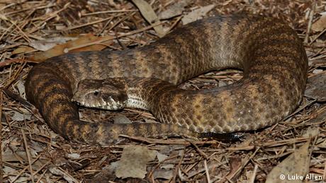 Eine death adder (Todesotter), eine der giftigsten Schlangen der Welt, die in Australien beheimatet ist.