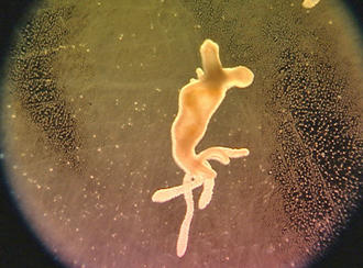 Ein Süßwasserpolyp (Hydra) in einer Petrischale (Foto: SF)