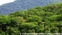 Dichter Atlantischer Regenwald auf der Ilha do Cardoso im Bundesstaat Sao Paulo, aufgenommen am 05.01.2006. Die Artenvielfalt des Mata Atlantica übertrifft mit etwa 250 Säugetierarten, 340 Amphibienarten, 1023 Vogelarten und rund 20.000 Baumarten die Biodiversität der Amazonas-Region. Zur Zeit der Eroberung Brasiliens durch die Portugiesen Mitte des 15.Jahrhunderts bedeckte der Regenwald die brasilianische Küste von Rio Grande do Norte bis Rio Grande do Sul. Von den ehemals 1,3 Mio Quadratkilometern sind heute nur noch etwa acht Prozent im Südosten Brasiliens vorhanden. Die verbleidenden Reservate des Regenwaldes wurden von der UNESCO 1992 zum Biosphärenreservat und 1999 zum Welterbe erklärt. Die Ilha do Cardoso gehört zu einer Nationalpark-Region, die sich mit dem unberührten Regenwald über 200 Kolometer Länge bis an die Landesgrenze zum Bundesstaat Parana erstreckt. Foto: Ralf Hirschberger +++(c) dpa - Report+++