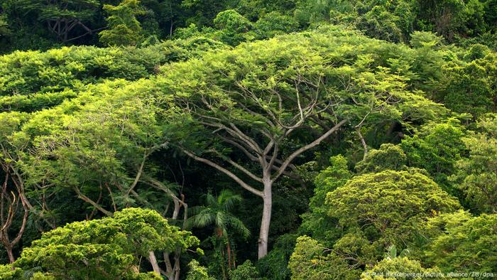 Cobertura de Mata Atlântica aumentou 0,77% por ano nas TIs após demarcação, em comparação com os territórios sem processo de posse concluído