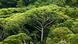 Árvore entre vegetação densa da Mata Atlântica Árvore entre vegetação densa da Mata Atlântica