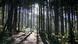 A forest outside Yuzhno-Sakhalinsk on Sakhalin Island in Russia's Far East A forest outside Yuzhno-Sakhalinsk on Sakhalin Island in Russia's Far East