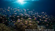 IMAGE DISTRIBUTED FOR NEKTON - In this image released on Wednesday, Sept. 28, 2022, a school of Yellow-backed Fusilier fish, which are a regular site in the waters off the Maldives, glides past a healthy coral reef near Fuvahmulah Island where the UK-based Nekton science mission is on a five-week joint expedition with the Maldives Marine Research Institute to establish a biodiversity baseline amidst the backdrop of the climate crisis. Corals across the Maldives archipelago have come under severe pressure from mass bleaching events - when rises in sea temperature, caused by global warming, result in the coral colony dying from thermal stress. The expedition will be at sea until October 7. HANDOUT IMAGE - Please see special instructions. MANDATORY CREDIT - courtesy of Nekton. Press release and media available to download at www.apmultimedianewsroom.com/nekton. (Henley Spiers/Nekton via AP Images)