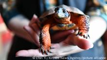 (221212) -- BECANCOUR, Dec. 12, 2022 (Xinhua) -- A turtle is seen at Quebec's Biodiversity Museum in Becancour, Canada, Dec. 11, 2022. Founded in 1997, Quebec's Biodiversity Museum is situated in Becancour, 150 km from Montreal, Canada. The second phase of the 15th meeting of the Conference of the Parties to the UN Convention on Biological Diversity (COP15) is held from Dec. 7 to 19 in Montreal, Canada's Quebec province. (Xinhua/Lian Yi)