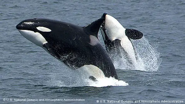 Springender Orca-Wal (Foto: U.S. National Oceanic and Atmospheric Administration)