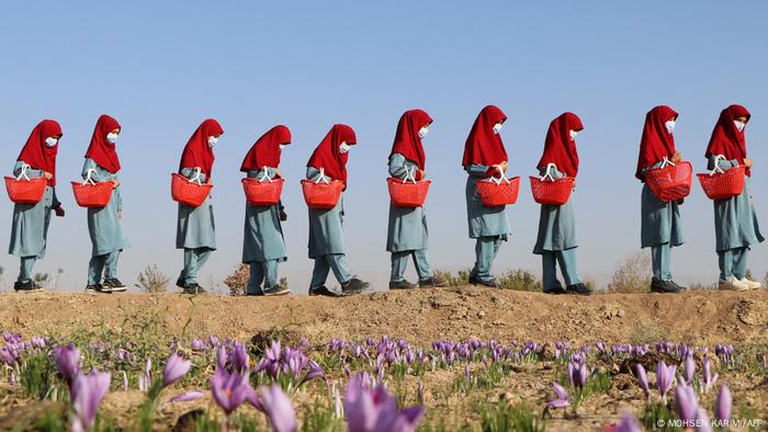 Mujeres recolectan azafrán en la provincia de Herat, un trabajo que sí les está permitido, a diferencia de la mayoría de las otras labores. Los talibanes han promulgado una enorme cantidad de regulaciones que limitan enormemente las vidas de las mujeres. Por ejemplo, no pueden viajar sin la compañía de un hombre y deben usar el hijab o la burka siempre que estén fuera de sus casas.