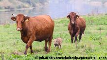 29.9.2022, Brevörde-Grave
Wildschwein „Frida“ läuft zwischen zwei Kühen auf einer Weide an der Weser im Landkreis Holzminden. Die Kuhherde hat Frida aufgenommen und kümmert sich nun um das kleine Schweinchen. (zu dpa: «Schönes aus dem Jahr 2022 - Von guten Seelen und Rettern in der Not») +++ dpa-Bildfunk +++