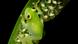 A male glass frog rests on a leaf with fertilizing tadpoles