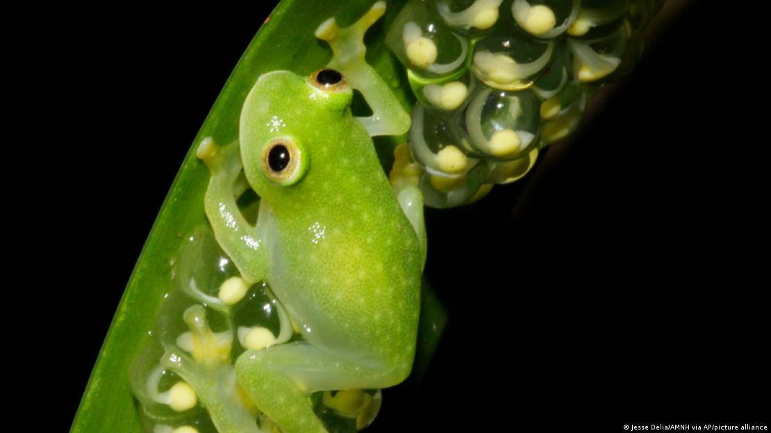 A male glass frog rests on a leaf with fertilizing tadpoles