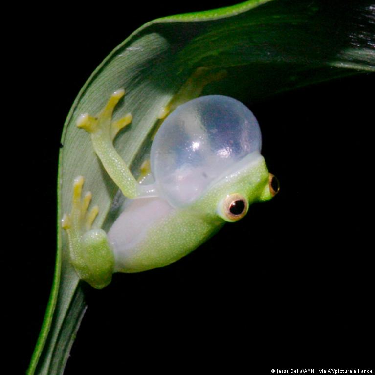 Glass Frogs - NWF