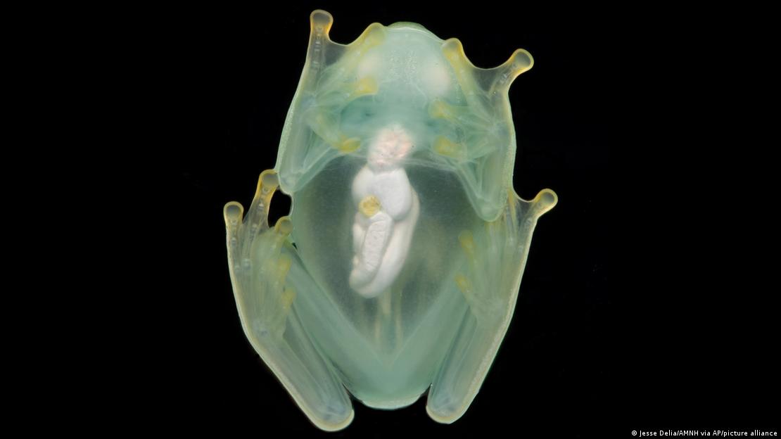 A male glass frog photographed from below using a flash, showing its transparency