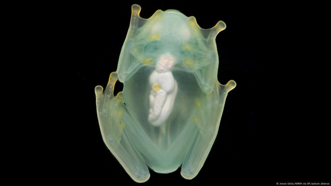 A male glass frog photographed from below using a flash, showing its transparency