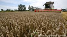 9.8.2022, Zgurika****
The grain harvester collects wheat on the field near the village of Zgurivka in the Kyiv region, while Russia continues the war against Ukraine. August 9, 2022 (Photo by Maxym Marusenko/NurPhoto)