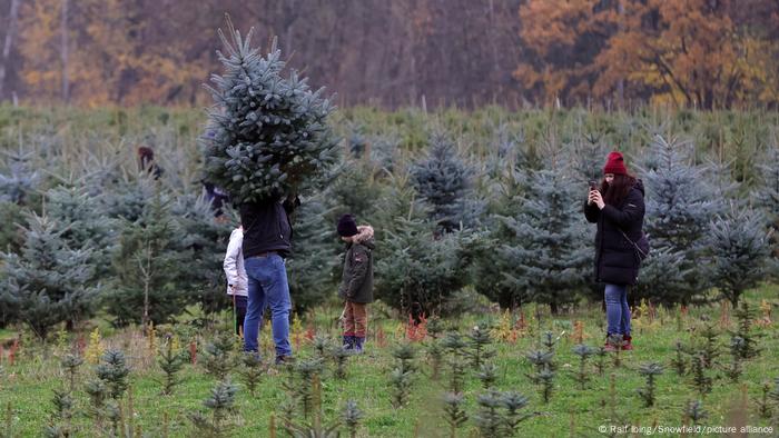 Árvores de Natal na Alemanha estão contaminadas por pesticidas DW