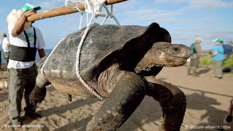 Con la muerte del “Solitario George”, una tortuga gigante de la isla Pinta de las Galápagos, desapareció el 2012 el último ejemplar de su especie. Ecuador es el país sudamericano con mayor cantidad de vertebrados en peligro crítico de extinción (340), seguido por Brasil (154) y Colombia (132), según la Unión Internacional para la Conservación de la Naturaleza (IUCN). 
