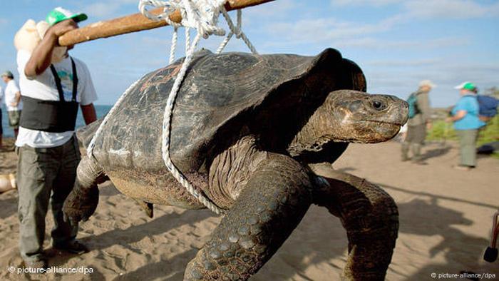 Con la muerte del “Solitario George”, una tortuga gigante de la isla Pinta de las Galápagos, desapareció el 2012 el último ejemplar de su especie. Ecuador es el país sudamericano con mayor cantidad de vertebrados en peligro crítico de extinción (340), seguido por Brasil (154) y Colombia (132), según la Unión Internacional para la Conservación de la Naturaleza (IUCN). 