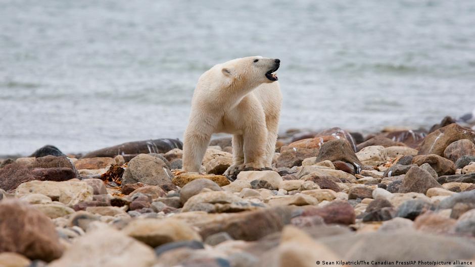 Polar bear kills woman and boy in Alaskan village – DW – 01/18/2023 - Vimarsana News