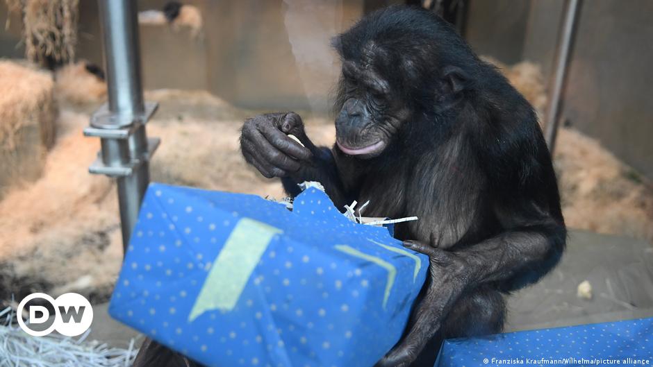Bonobos im berühmten deutschen Zoo mit Weihnachtsgeschenken überhäuft – DW – 26.12.2022