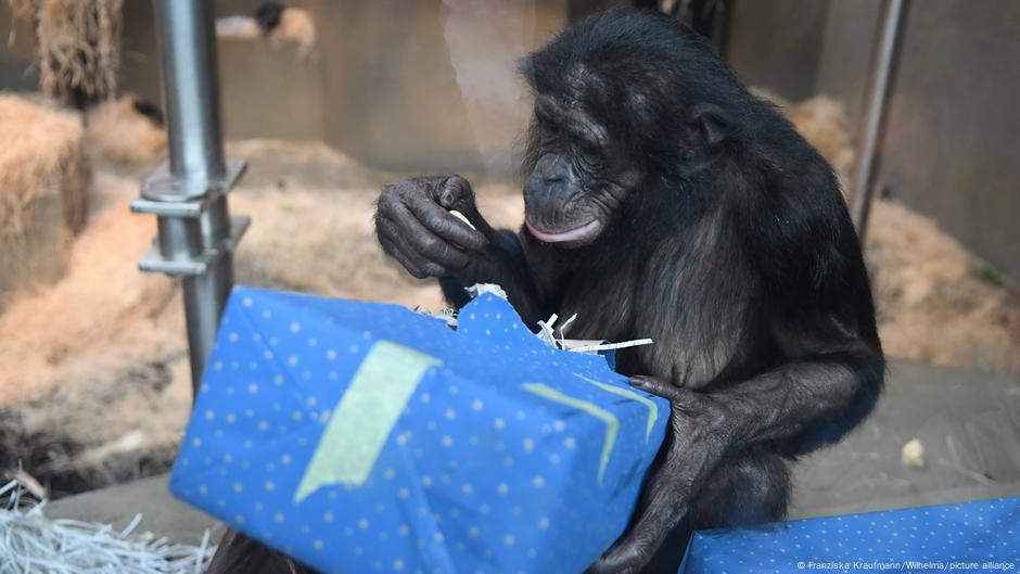 Bonobos im berühmten deutschen Zoo mit Weihnachtsgeschenken überhäuft – DW – 26.12.2022