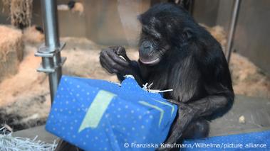 Animals in captivity – DW Animals in captivity – DW
