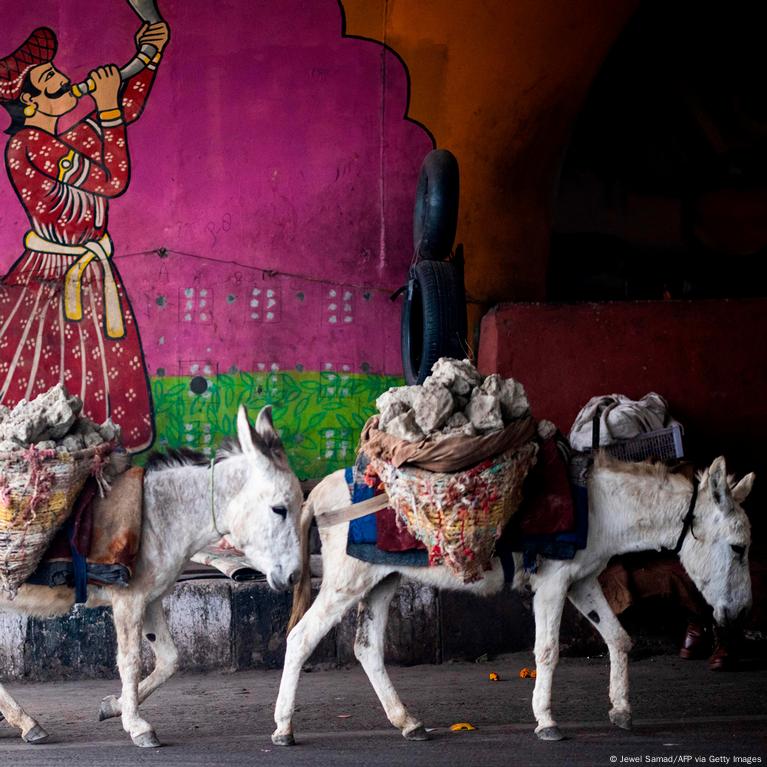 Why are India's donkeys disappearing? – DW – 12/30/2022