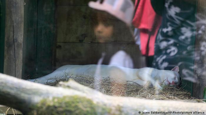 Un ocelote albino adulto yace detrás de un recinto acristalado en el Parque de la Conservación, una reserva privada de animales para rehabilitación que en su día fue un zoológico, en Medellín (Colombia).