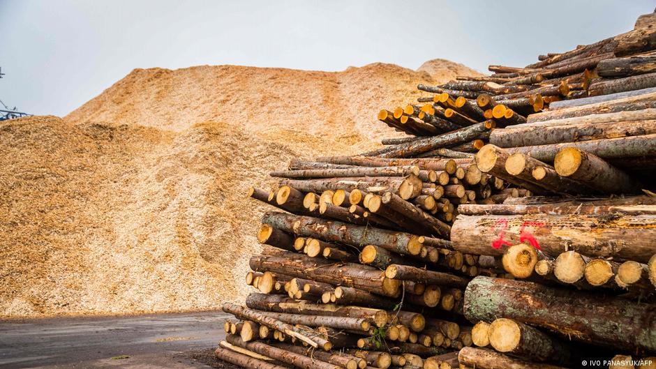 How Europe's clean energy policies harm forests – DW – 01/04/2023 - Vimarsana News