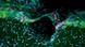 El estudio se centra en lo que se llama la capa meníngena, que son las membranas que recubren el cerebro. El estudio se centra en lo que se llama la capa meníngena, que son las membranas que recubren el cerebro.