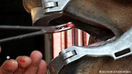 Ein Mann steckt einem Pferd eine Zange ins Maul.