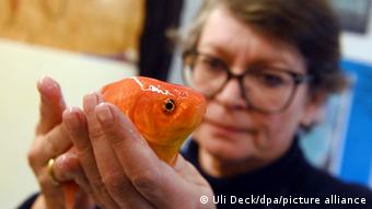 Σάντρα Λεχλάιτερ