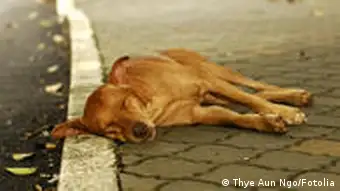 Straßenhund schläft. Homeless stray dog. Eingestellt am 11.2.2011. © Thye Aun Ngo - Fotolia.com