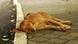stray dog sleeps on sidewalk stray dog sleeps on sidewalk