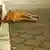 stray dog sleeps on sidewalk