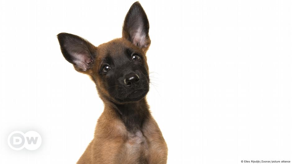 Badanie identyfikuje najbardziej inteligentną rasę psów, zastępując Border Collie |  Nauka i Ekologia |  Dr..