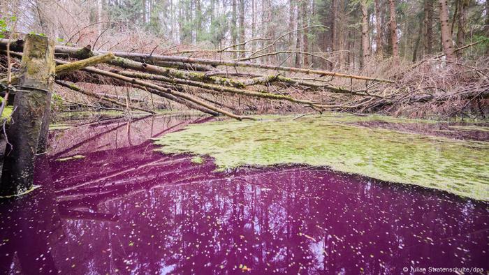 Estanque con aguas de color púrpura en un bosque de Hildesheim, Alemania.