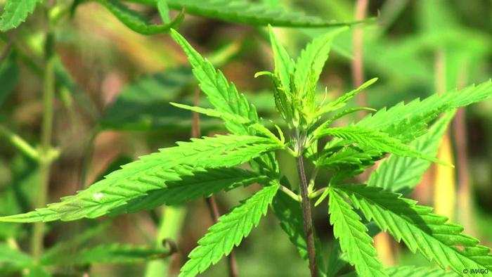 En 2022 fueron decomisadas 484 toneladas de marihuana en Colombia, una cifra muy similar a la de 2021, según datos oficiales. En 2022 fueron decomisadas 484 toneladas de marihuana en Colombia, una cifra muy similar a la de 2021, según datos oficiales.