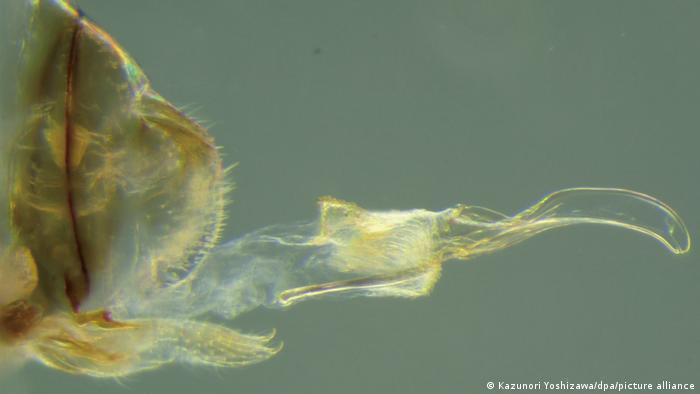 La foto muestra el ginosoma de una hembra de insecto Neotrogla.