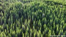 Laponia - Los últimos bosques vírgenes