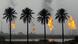 Flames rising from the burning of excess hydrocarbons at a natural gas field in Iraq, a row of palm trees in the foreground Flames rising from the burning of excess hydrocarbons at a natural gas field in Iraq, a row of palm trees in the foreground