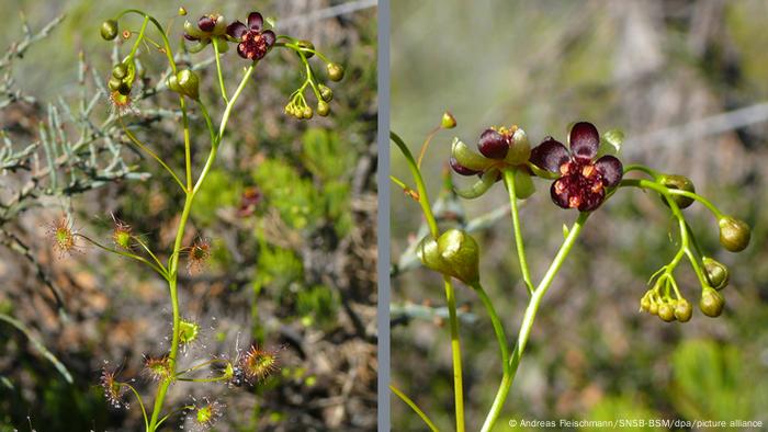 Investigadores de Australia y Alemania descubrieron nuevas especies de Drosera microphylla, unas plantas carnívoras endémicas de Australia occidental. Los científicos no se encontraron con ellas en un recorrido sobre el terreno, sino a través de plataformas como Facebook e Instagram, donde aficionados y fotógrafos de la naturaleza habían compartido imágenes del arcoíris dorado.