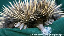 Cess, a short-beaked Echidna blows a mucus bubble through his nose (below) as he recovers at Taronga Zoo's wildlife clinic in Sydney, 25 July 2006, from injuries received during a road accident. Cess was found with a broken foot and severe cuts to its nose following the accident and has had his backlegs bandaged but not plastered as this would restrict his digging ability. Although short-beaked Echidna's are common throughout Australia and have no natural predators they continue to suffer due to habitat loss, with vehicle collisions and domestic pet attacks causing many casualties. AFP PHOTO/Greg WOOD (Photo credit should read GREG WOOD/AFP via Getty Images)