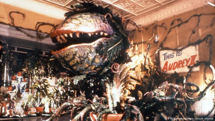 La gigantesca planta que se alimenta de sangre humana en la película de 1986 La tiendita de los horrores, Audrey II, puede ser un ejemplo un tanto radical. Pero las plantas carnívoras sí existen, aunque a una escala mucho menor. Atrapan y devoran animales pequeños, generalmente insectos, y usan sus nutrientes para crecer y desarrollarse. Viven en todo el planeta, menos en Antártica.